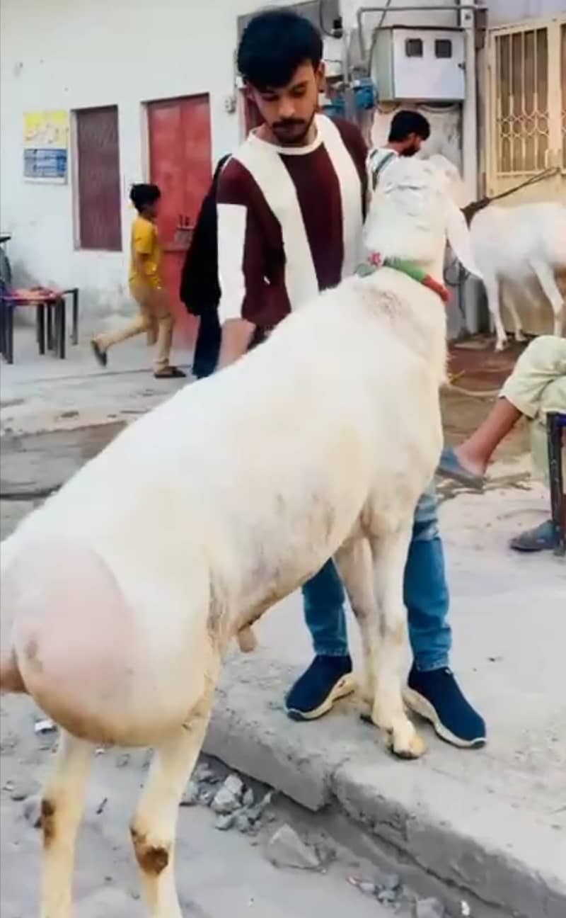گھر کا پلا ہوا دنبہ تین من گوشت 1