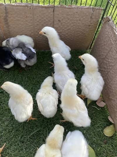 German Shamo/Heritage Australop/Black Australop/ White Australop