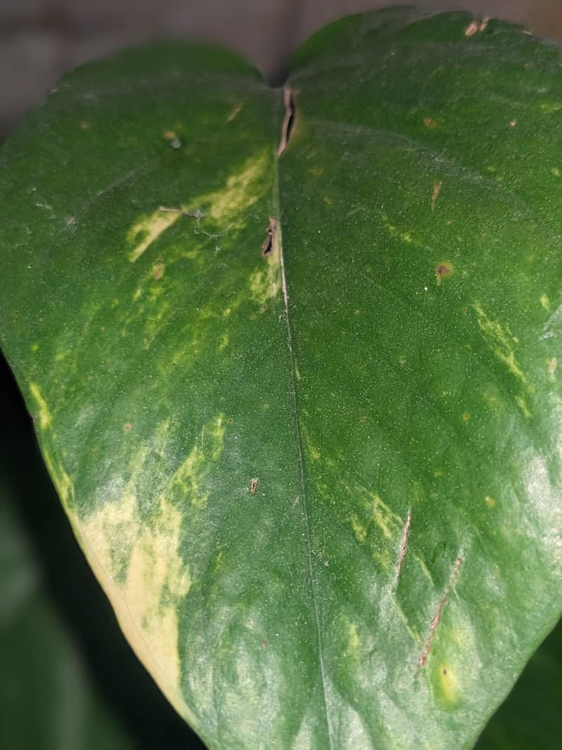 Google Pixel 4a 4
