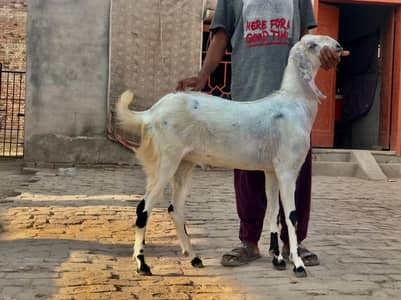 qurbani ka ly bakri avable ha  lana ka ly rabta kra 03273221785