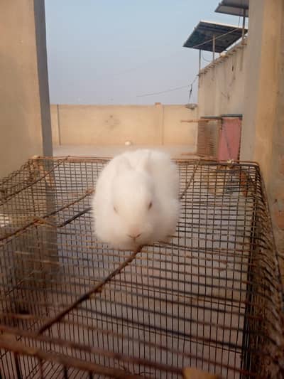 White rebbits