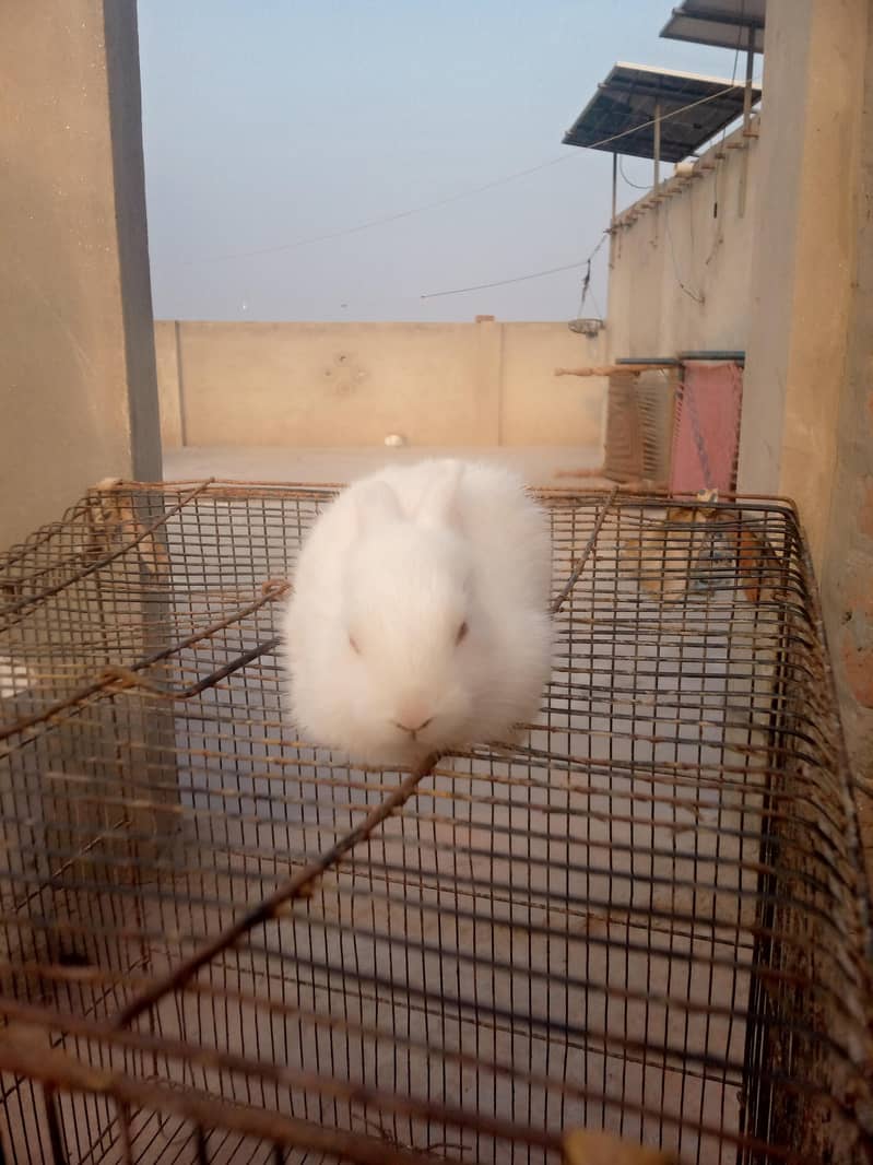 White rebbits 0