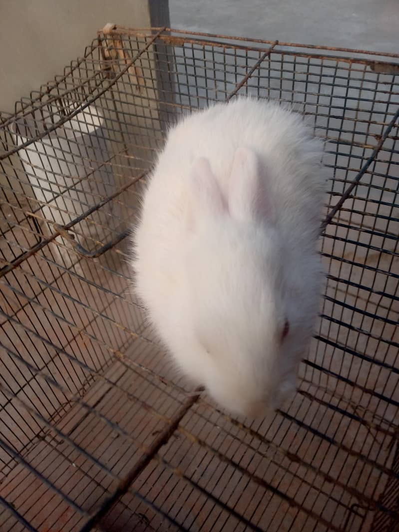White rebbits 1
