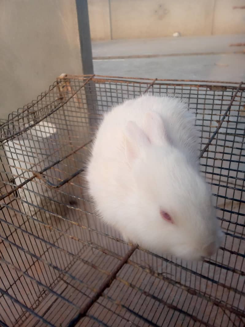 White rebbits 2