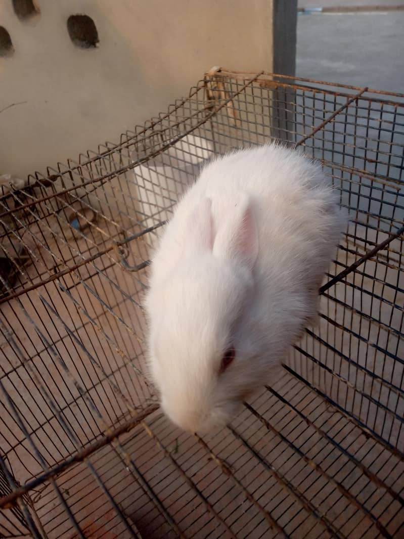 White rebbits 3