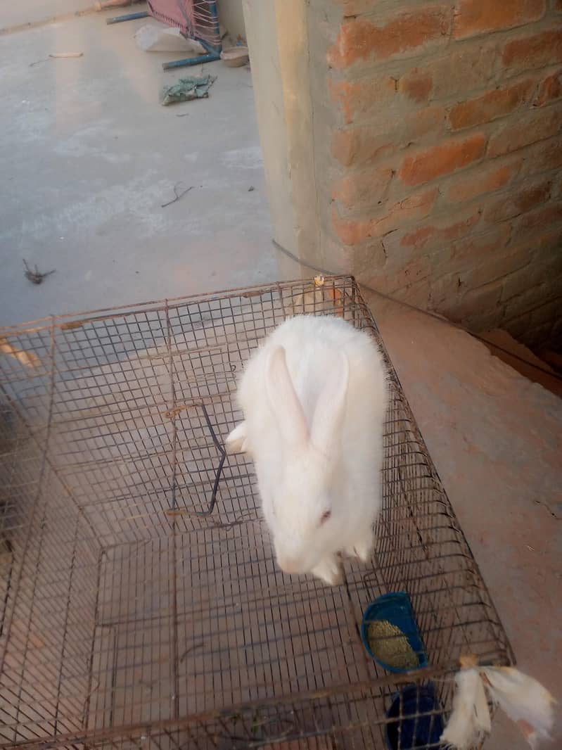 White rebbits 4