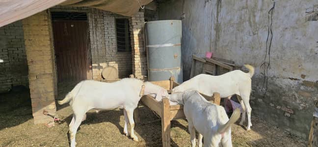 2 bakra for sale ha