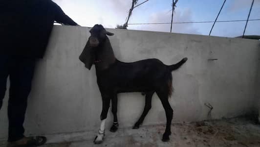bakra for sale
