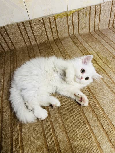 Kittens