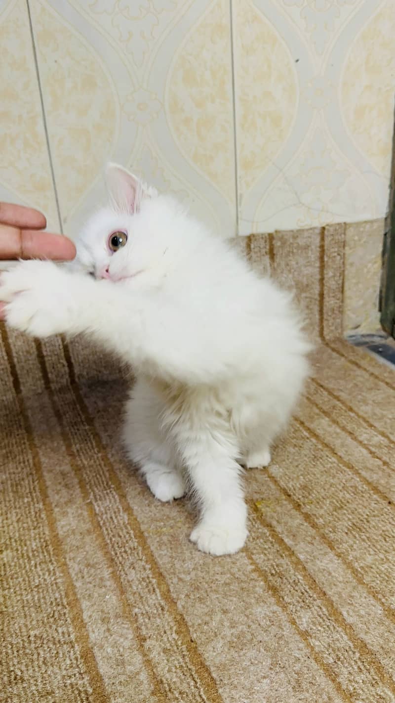 Kittens 1