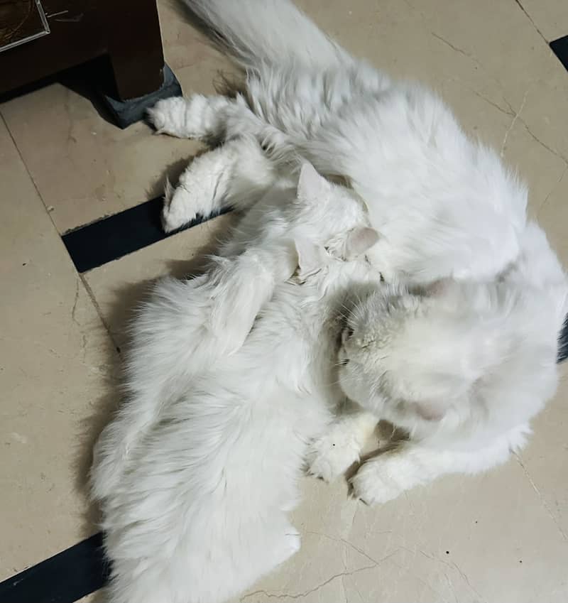 Kittens 2