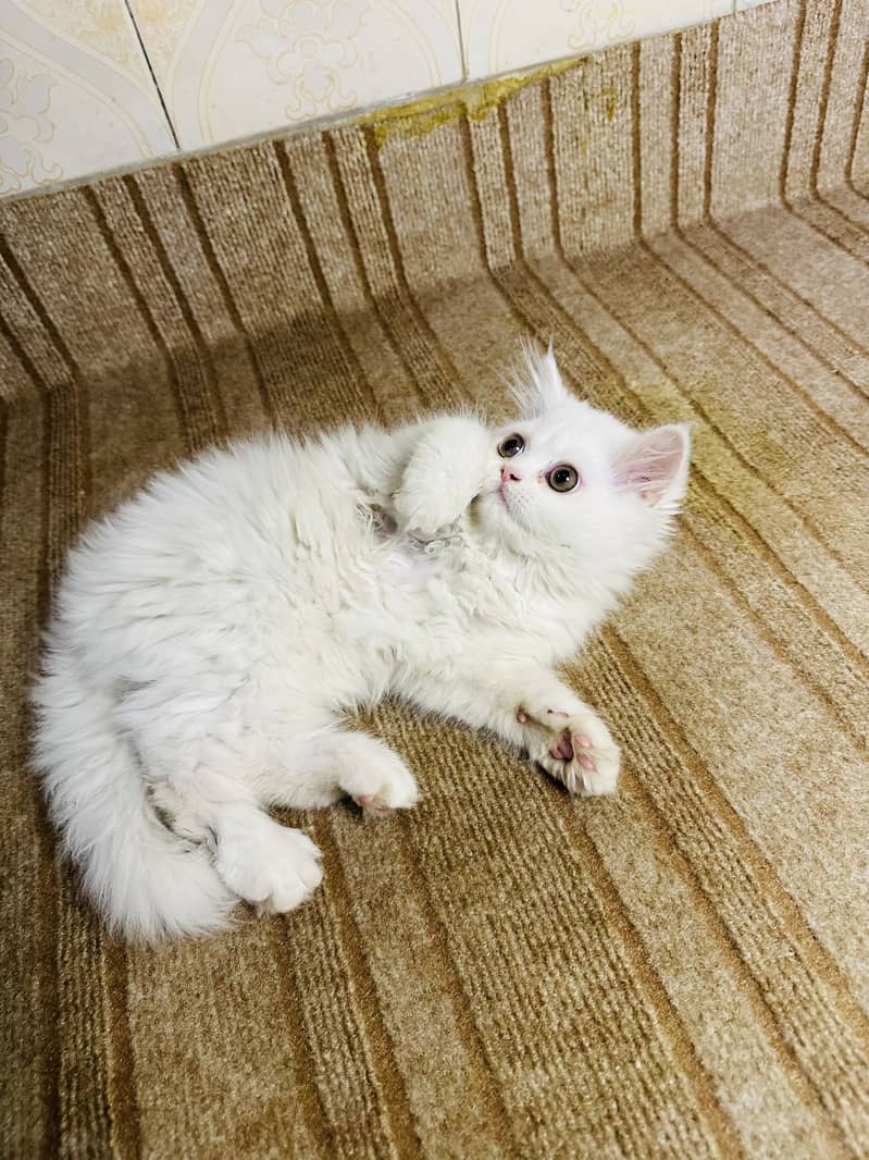 Kittens 3