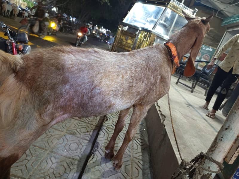Bakra/Dumba 0