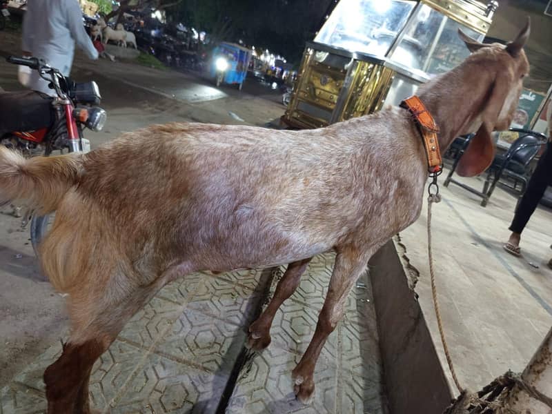Bakra/Dumba 1