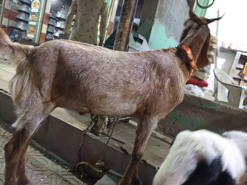 Bakra/Dumba 2