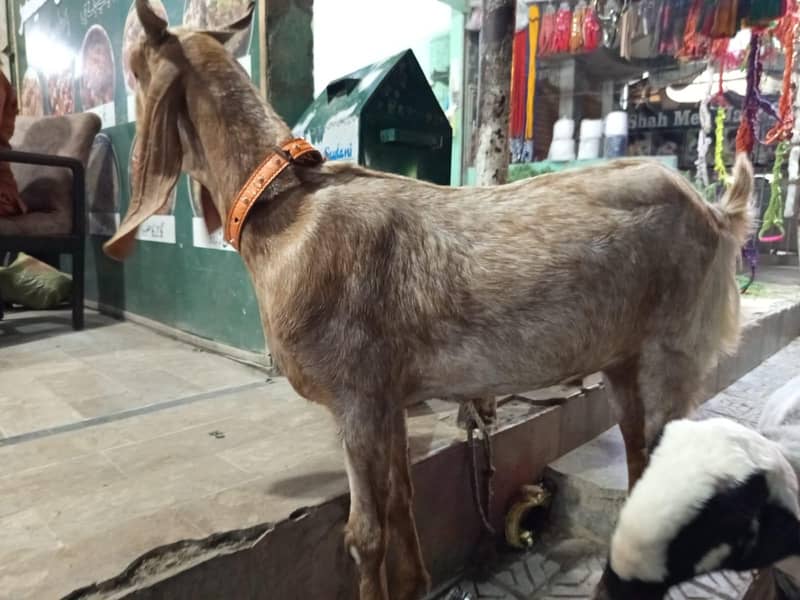 Bakra/Dumba 3