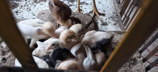 heera and aseel chicks