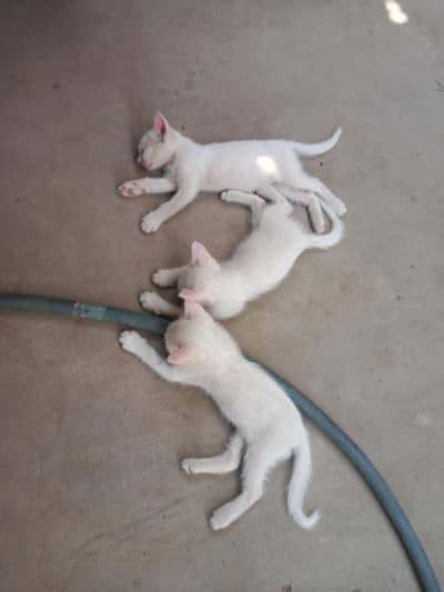 kittens