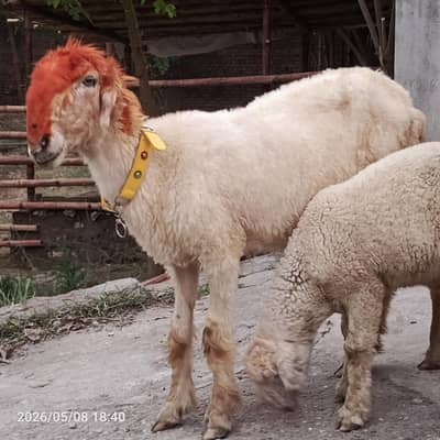 mondri sheep or mondra kids