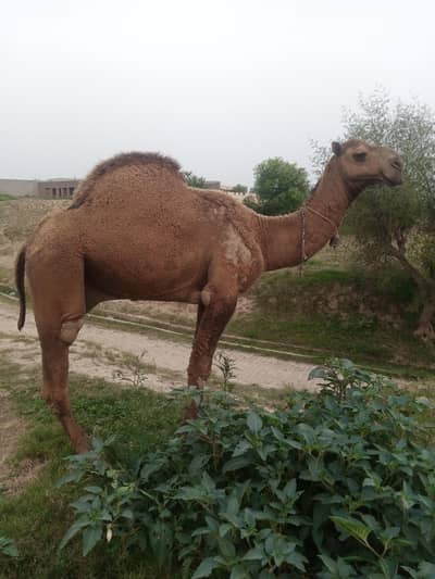 camal for sale