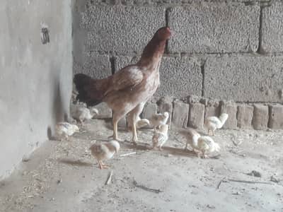 Aseel lakha thai 9 chiks age 11 din for sale