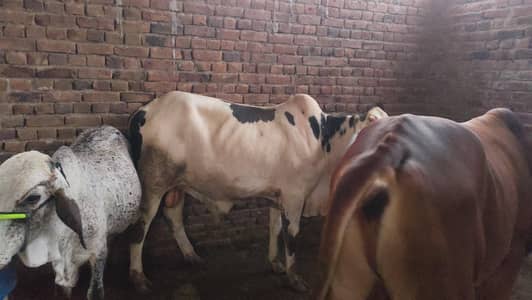 Calves for Qurbani. Desi Bachhry
