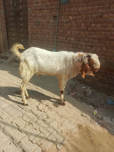 desi bakra for sale top quality qurbani 2026