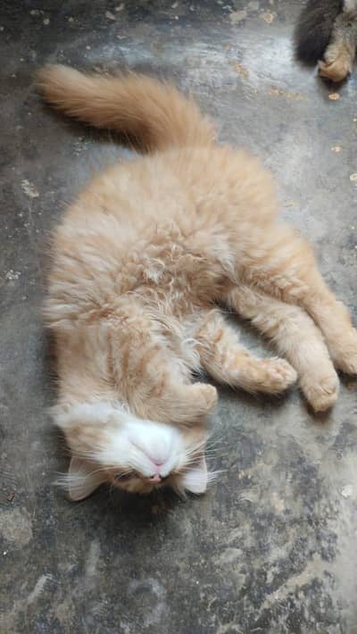 Persian kitten for sale