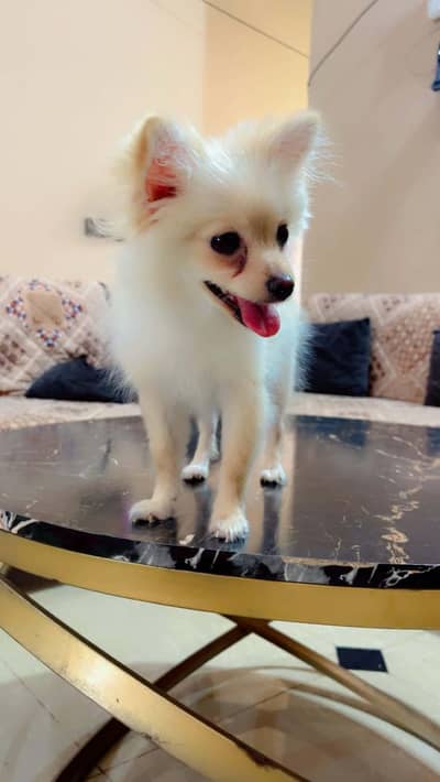 Pomeranian puppy for sale