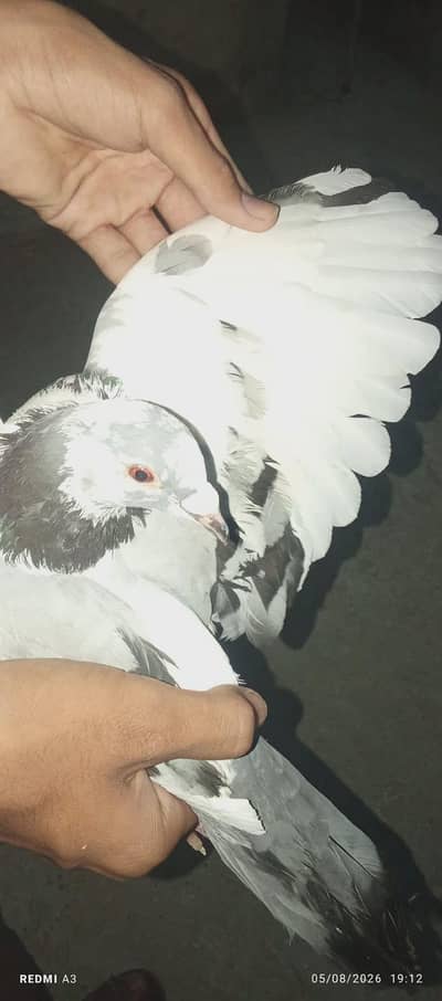 pigeons