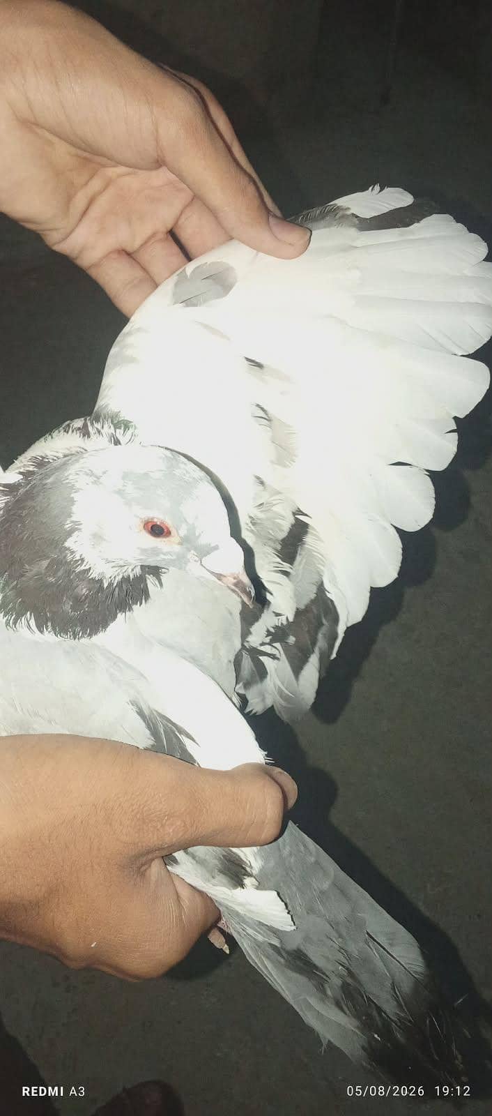 pigeons 0