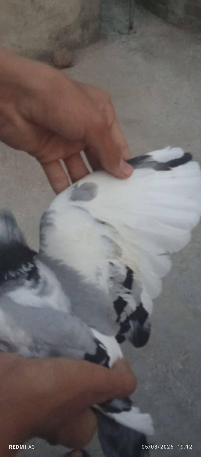pigeons 1
