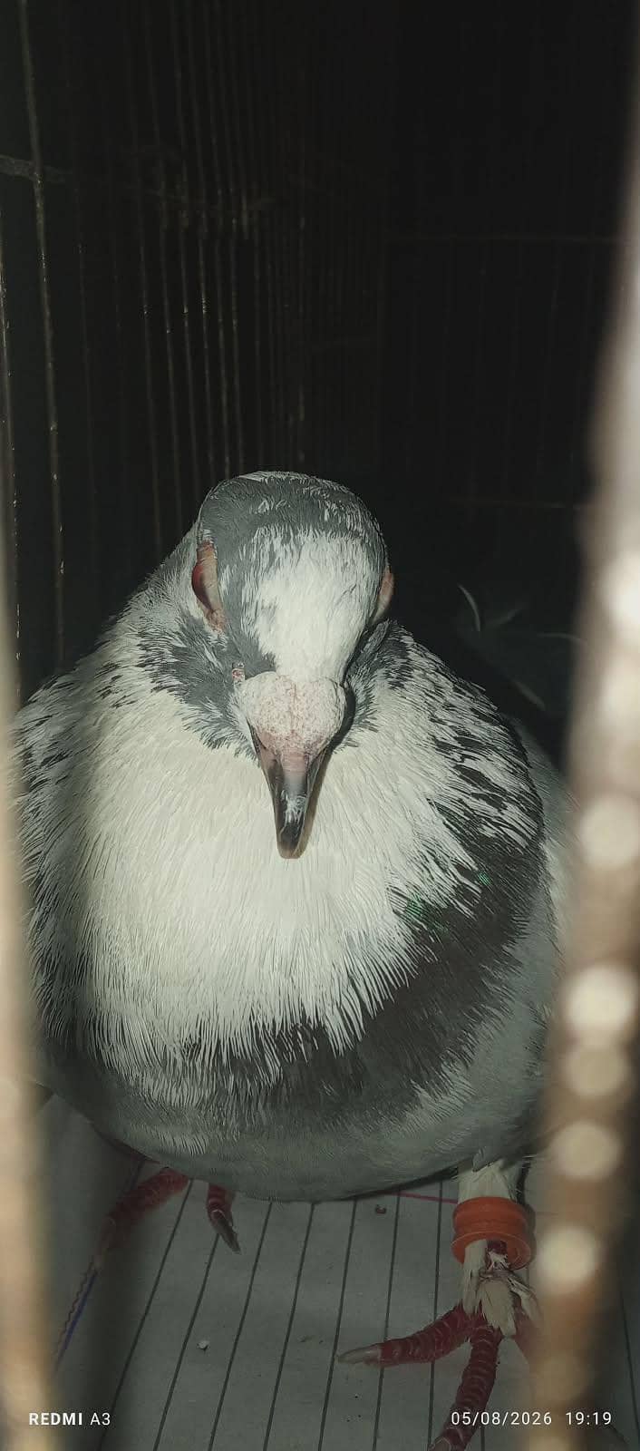 pigeons 2