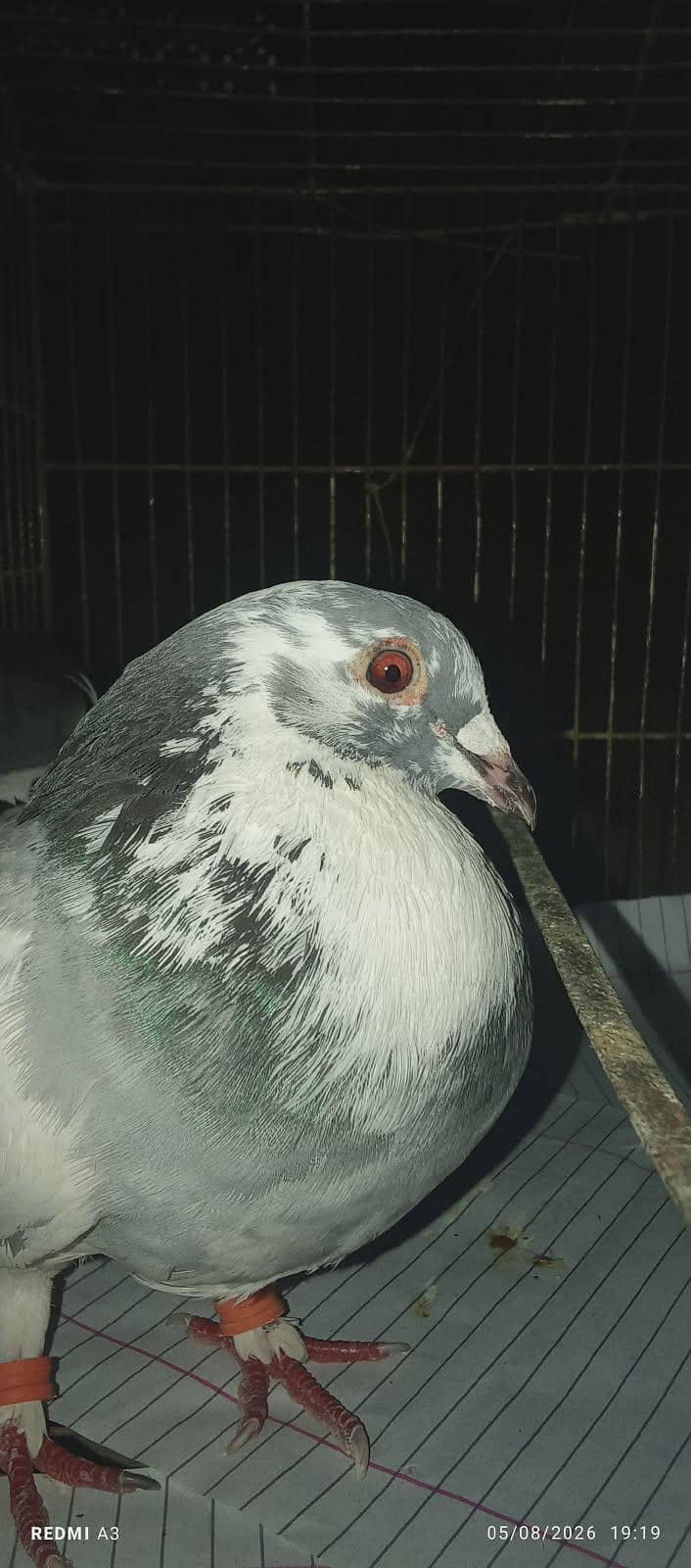 pigeons 3