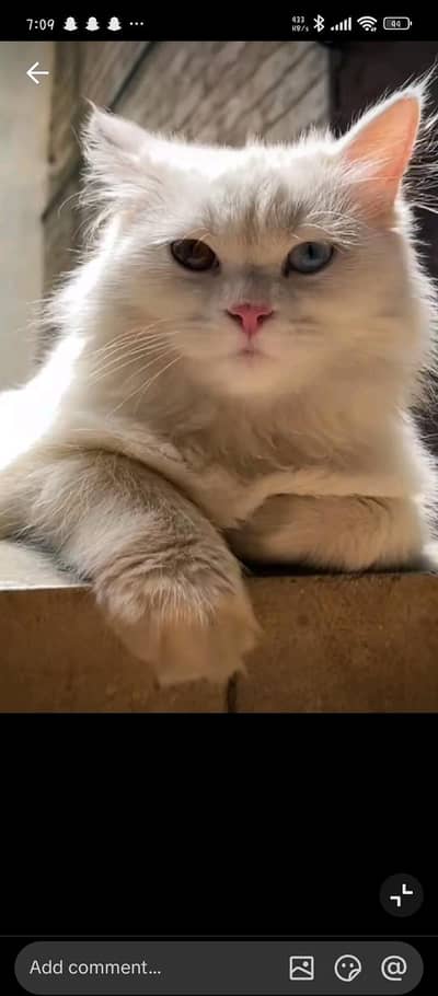 Cat for Sale