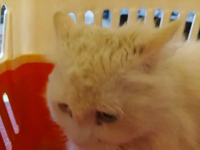 triple coated Persian cat — photo 2