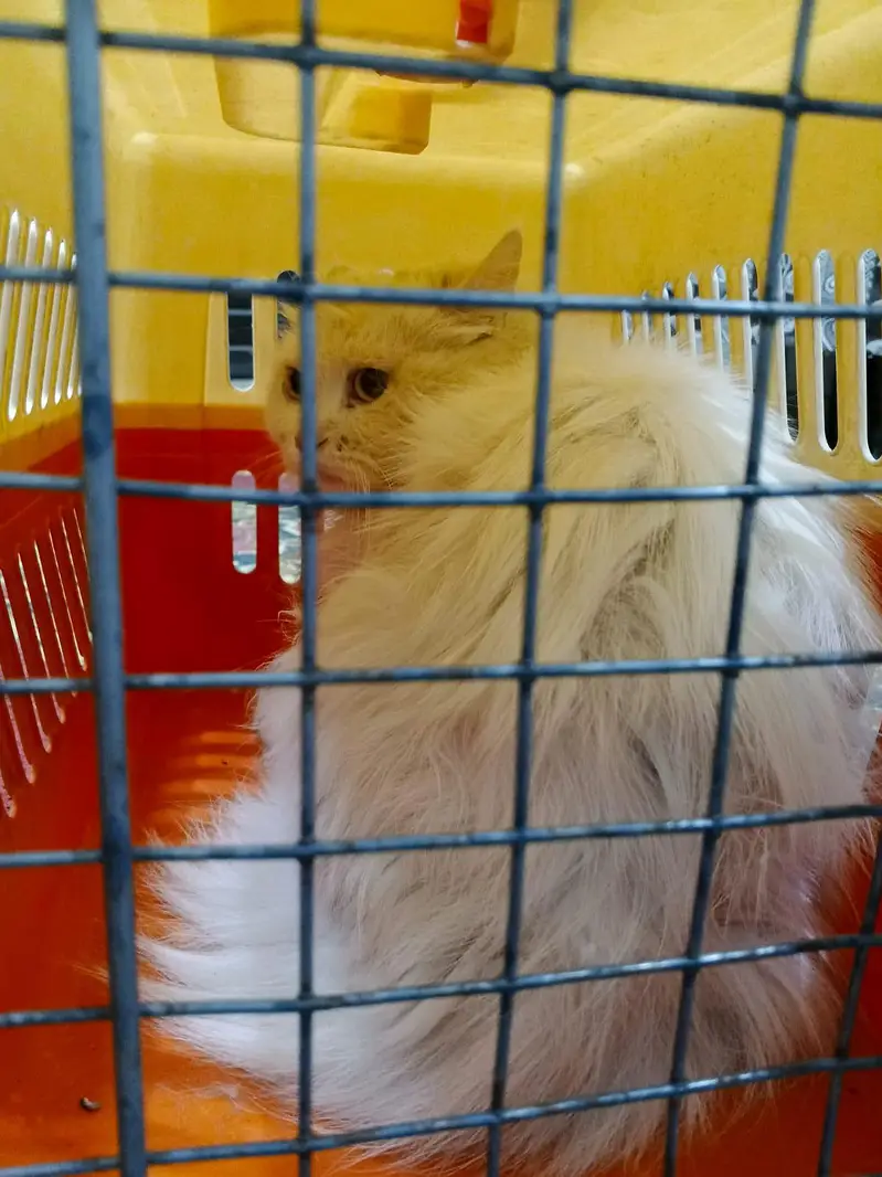triple coated Persian cat — photo 4