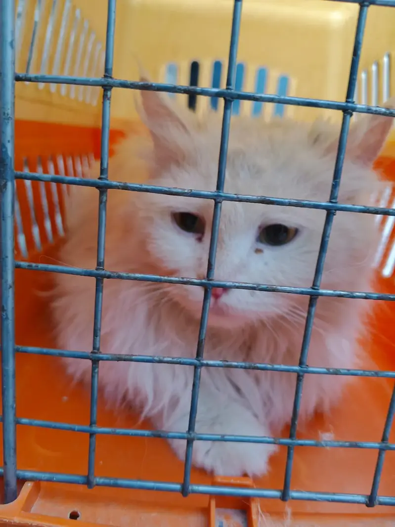 triple coated Persian cat — photo 5