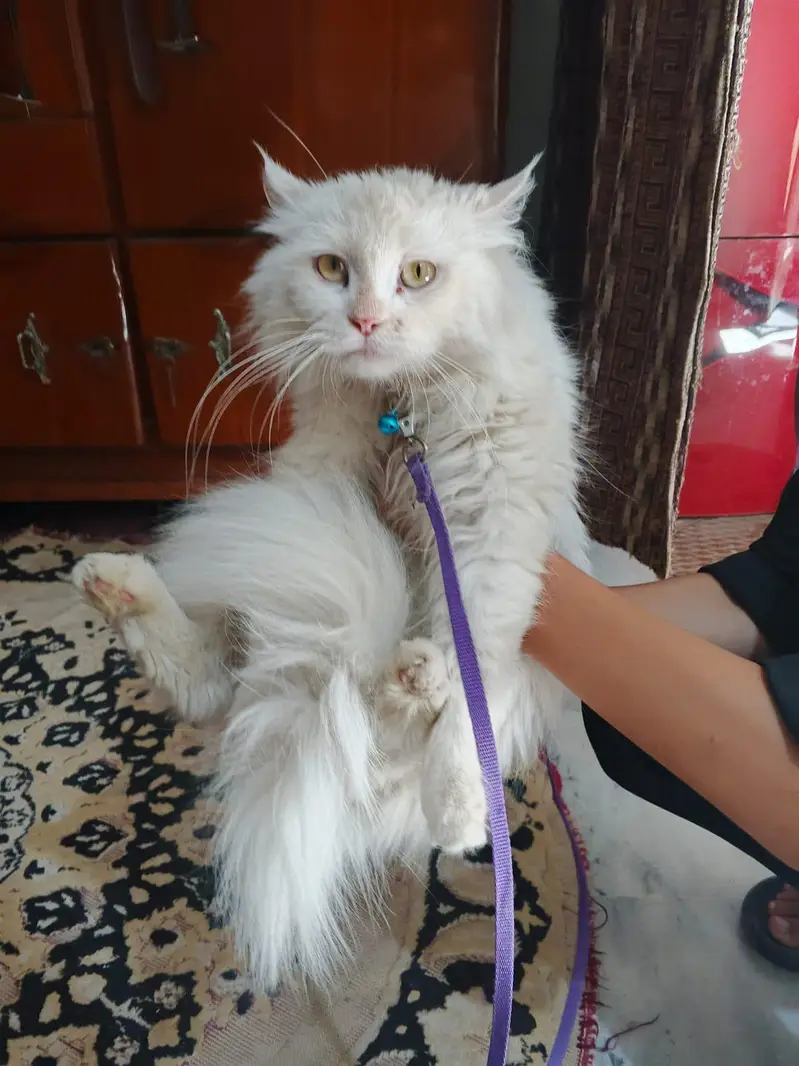 triple coated Persian cat — photo 6
