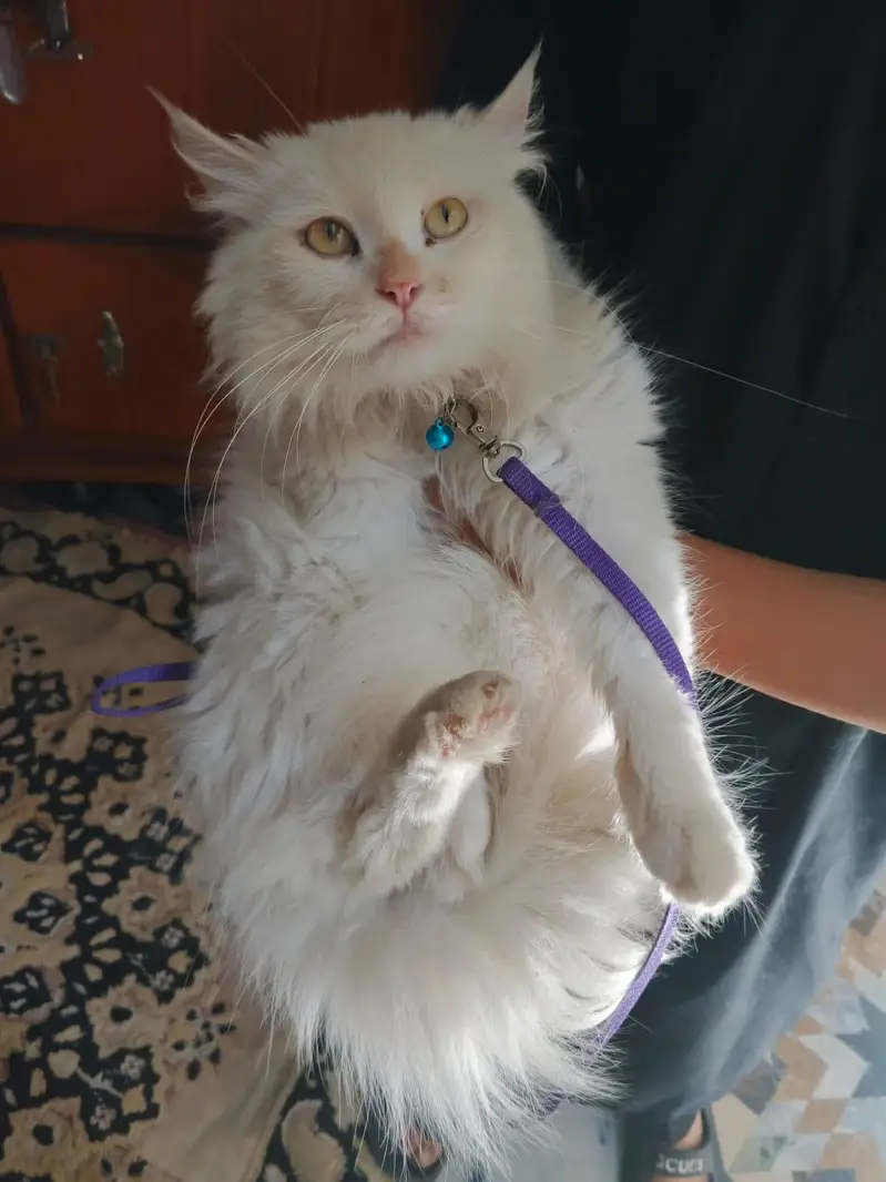 triple coated Persian cat — photo 7