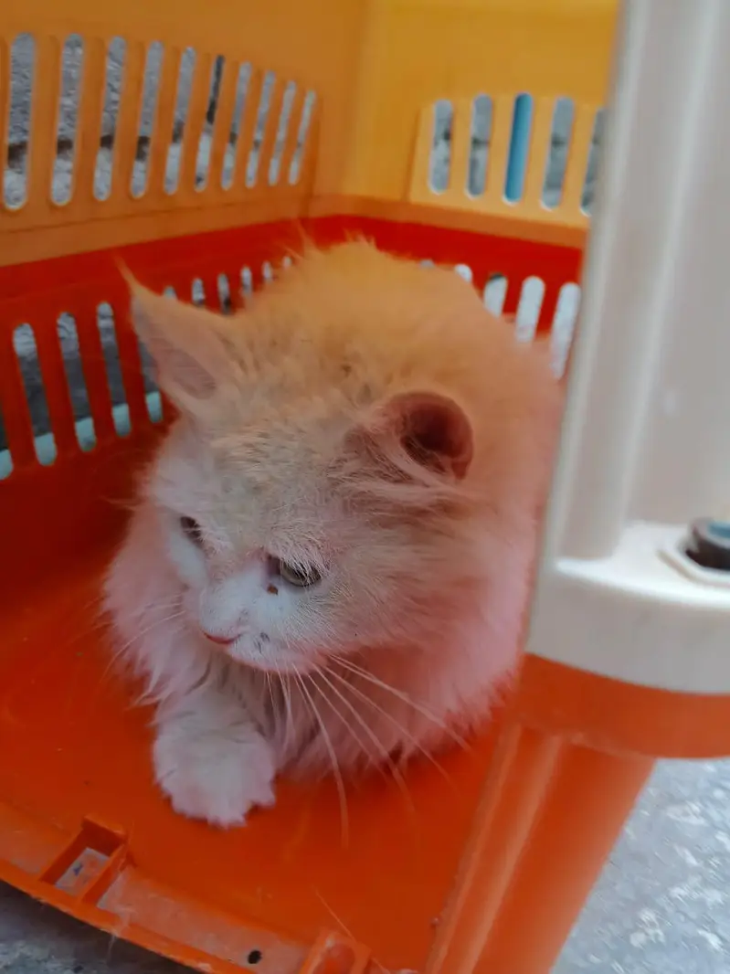 triple coated Persian cat — photo 8