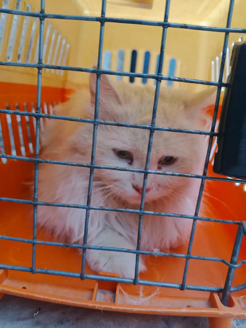 triple coated Persian cat — photo 9