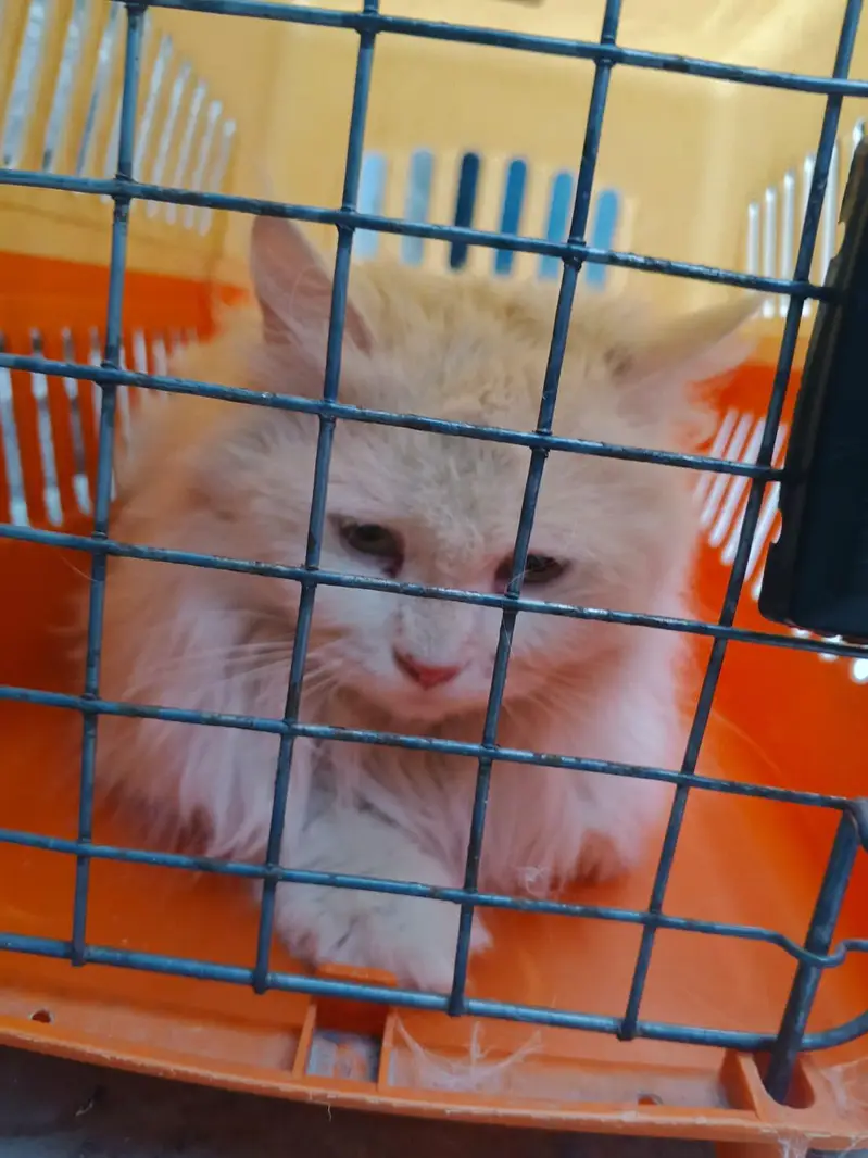 triple coated Persian cat — photo 10