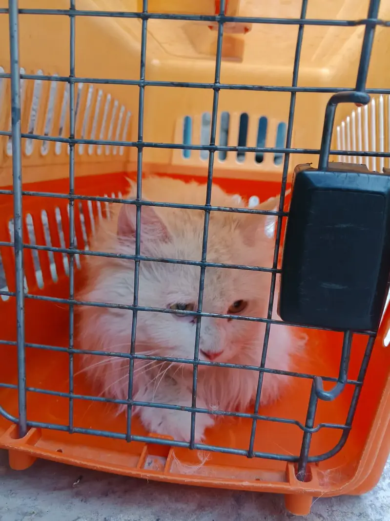 triple coated Persian cat — photo 11