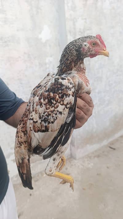 Miawali Aseel Jora
