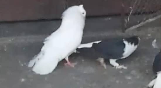 Berdar pair lucky