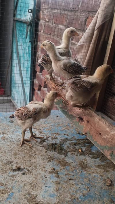 Bermi Chicks | Aseel | Aseel Chicks | bermi Aseel i| Hen |bermi |