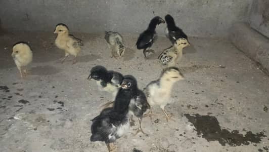 Bermi Chick| Aseel | thai Chick| bermi Aseel Chicks| Hen | Aseel chick