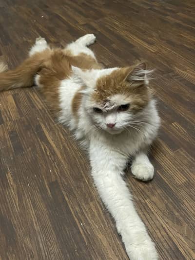 MALE CAT