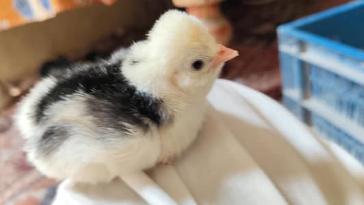 fancy checks polish silver  polish blue polish golden molted Silke